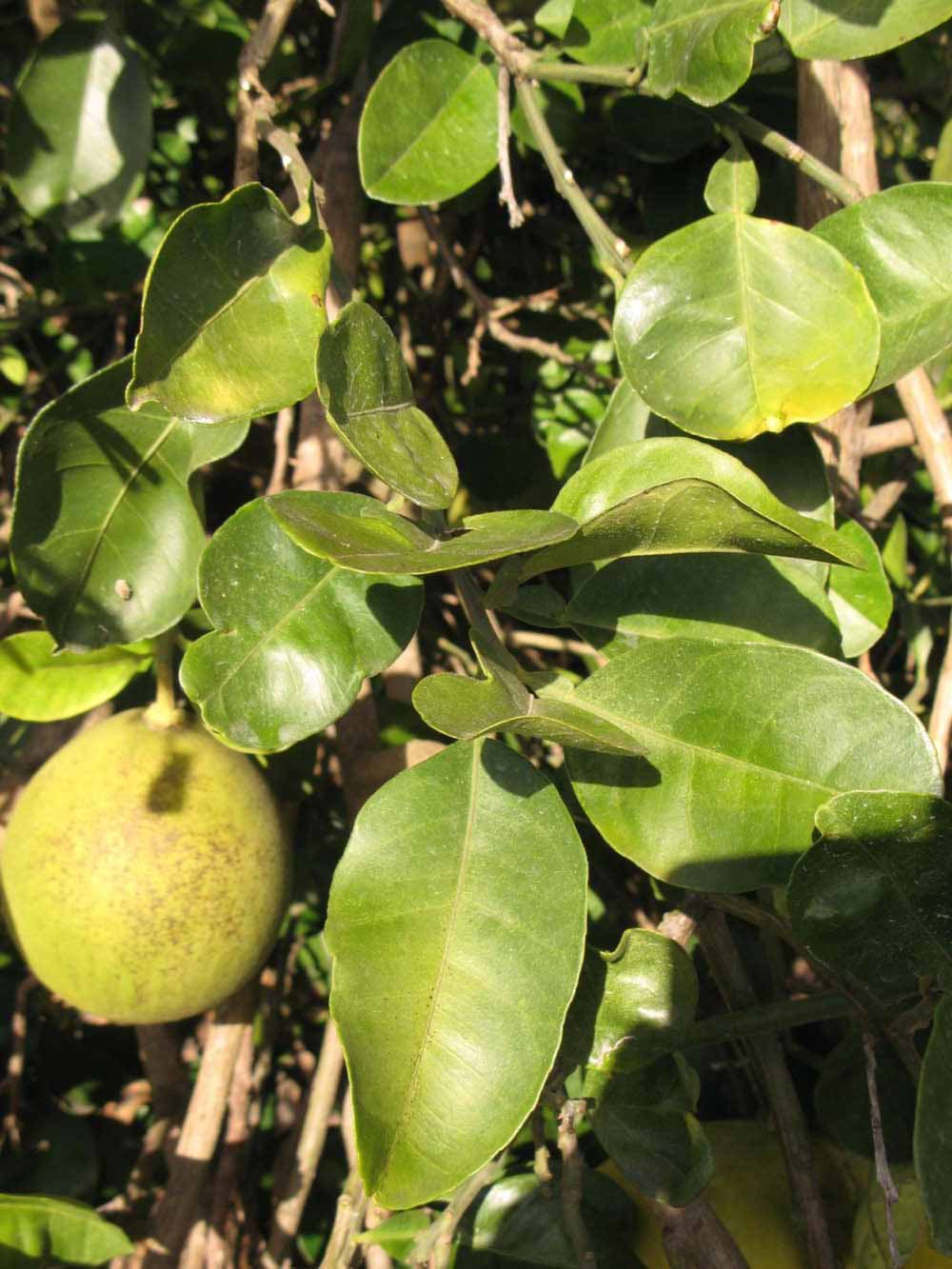            Sun leaves (Winter Haven, FL)   